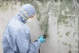 Biohazard Mold Removal in Moody, TX